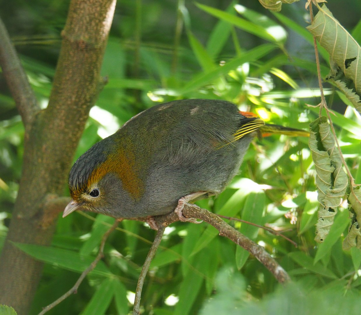 Emei Shan liocichla (Liocichla omeiensis), 2020-06-28