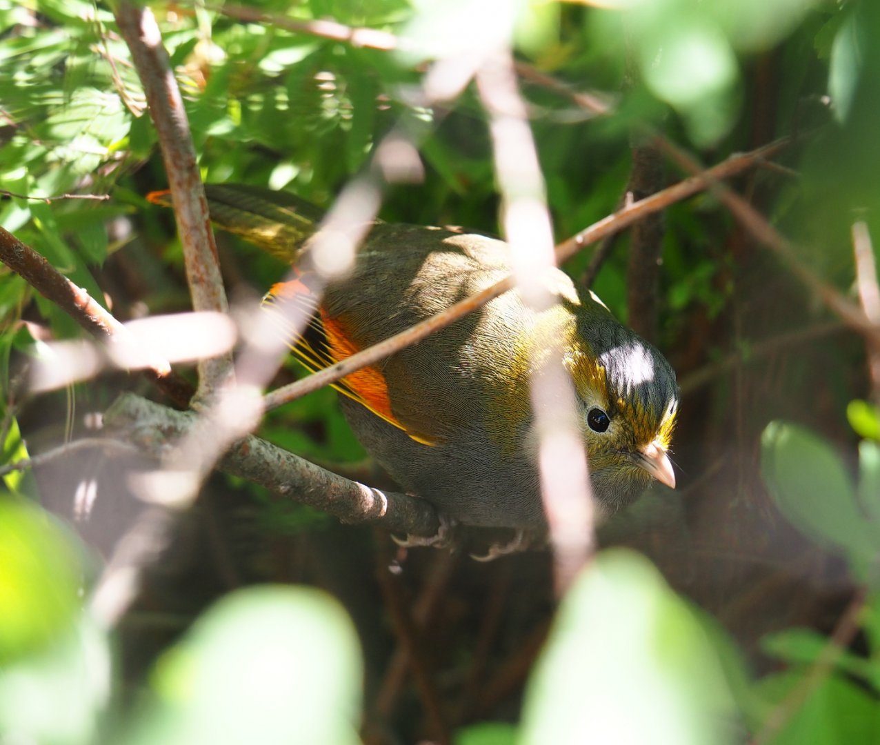 Emei Shan liocichla (Liocichla omeiensis), 2020-06-28