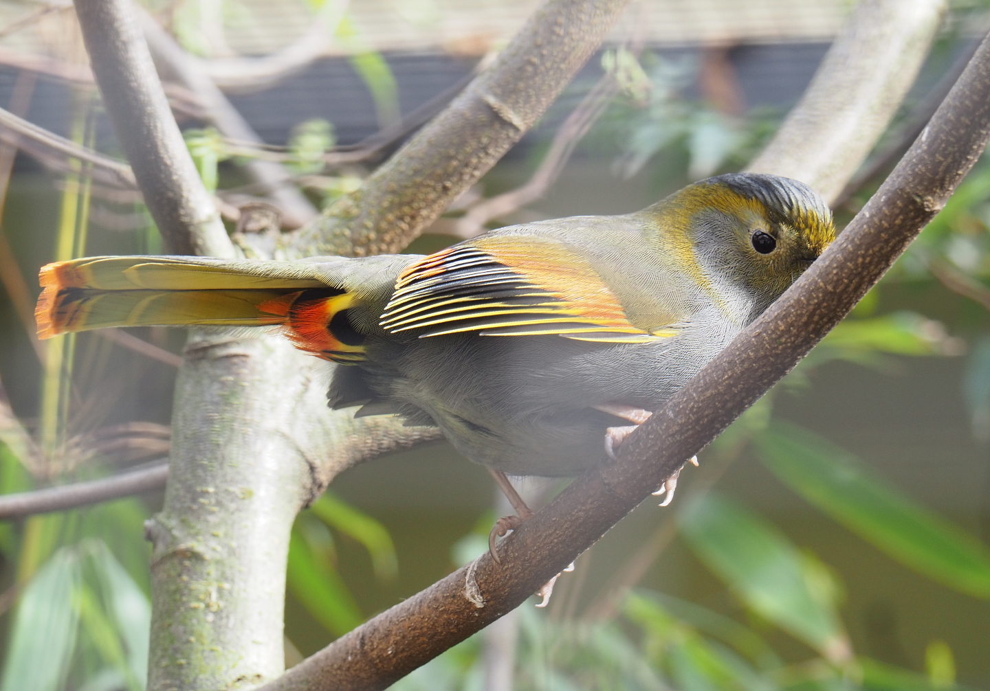 Emei Shan Liocichla (Liocichla omeiensis), 2022-03-16