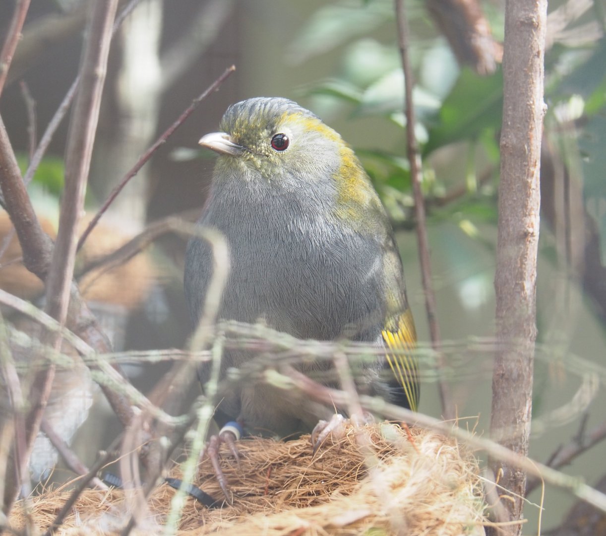 Emei Shan Liocichla (Liocichla omeiensis), 2022-03-16