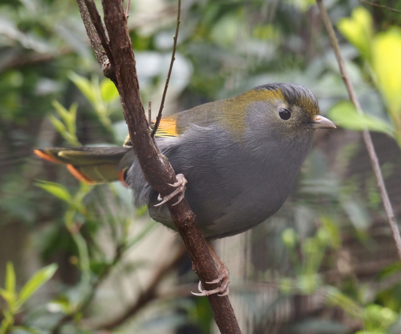 Emei Shan Liocichla  (Liocichla omeiensis), 2024-03-09