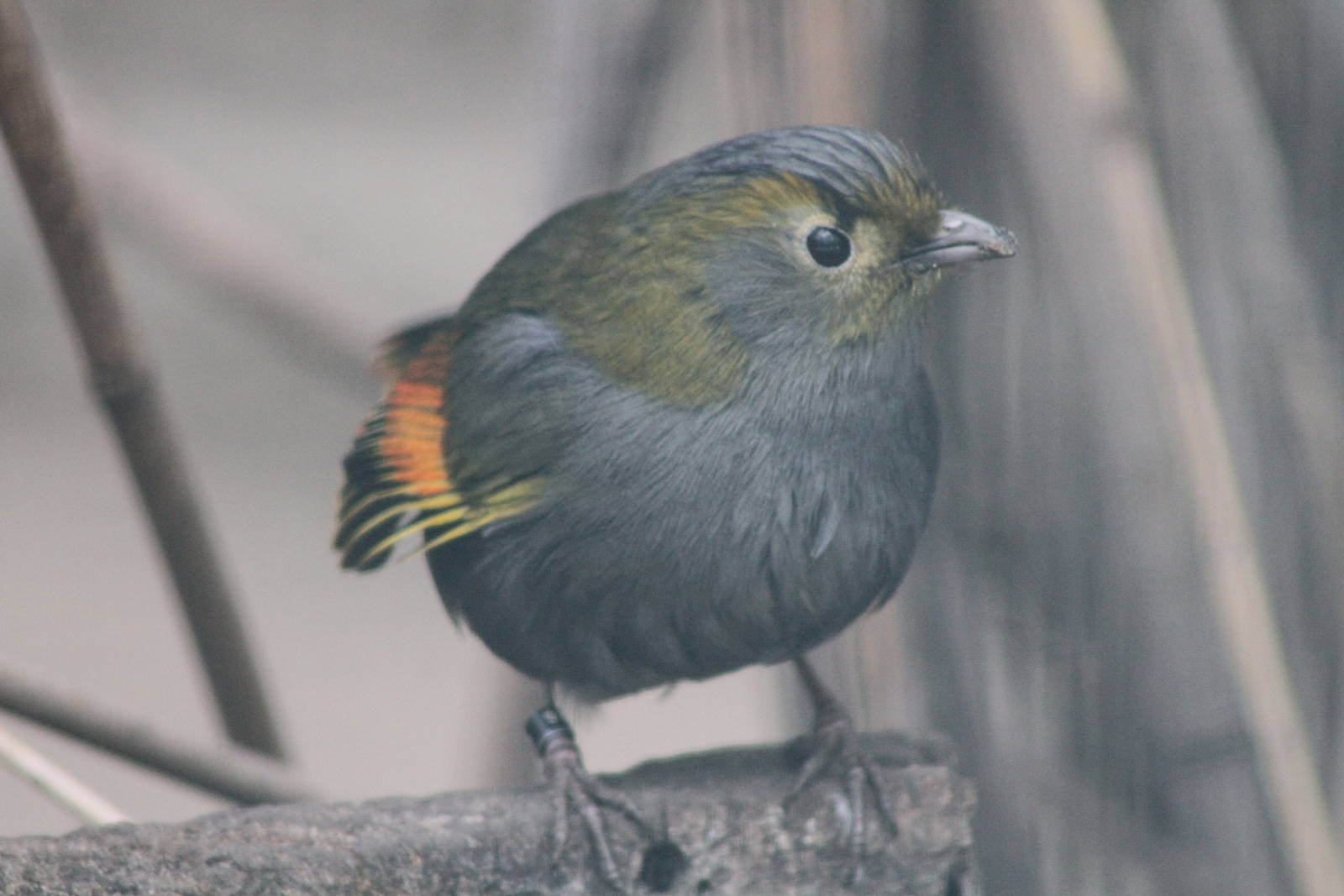 Emei Shan Liocichla (Liocichla omeiensis) aka Grey-faced Liocichla