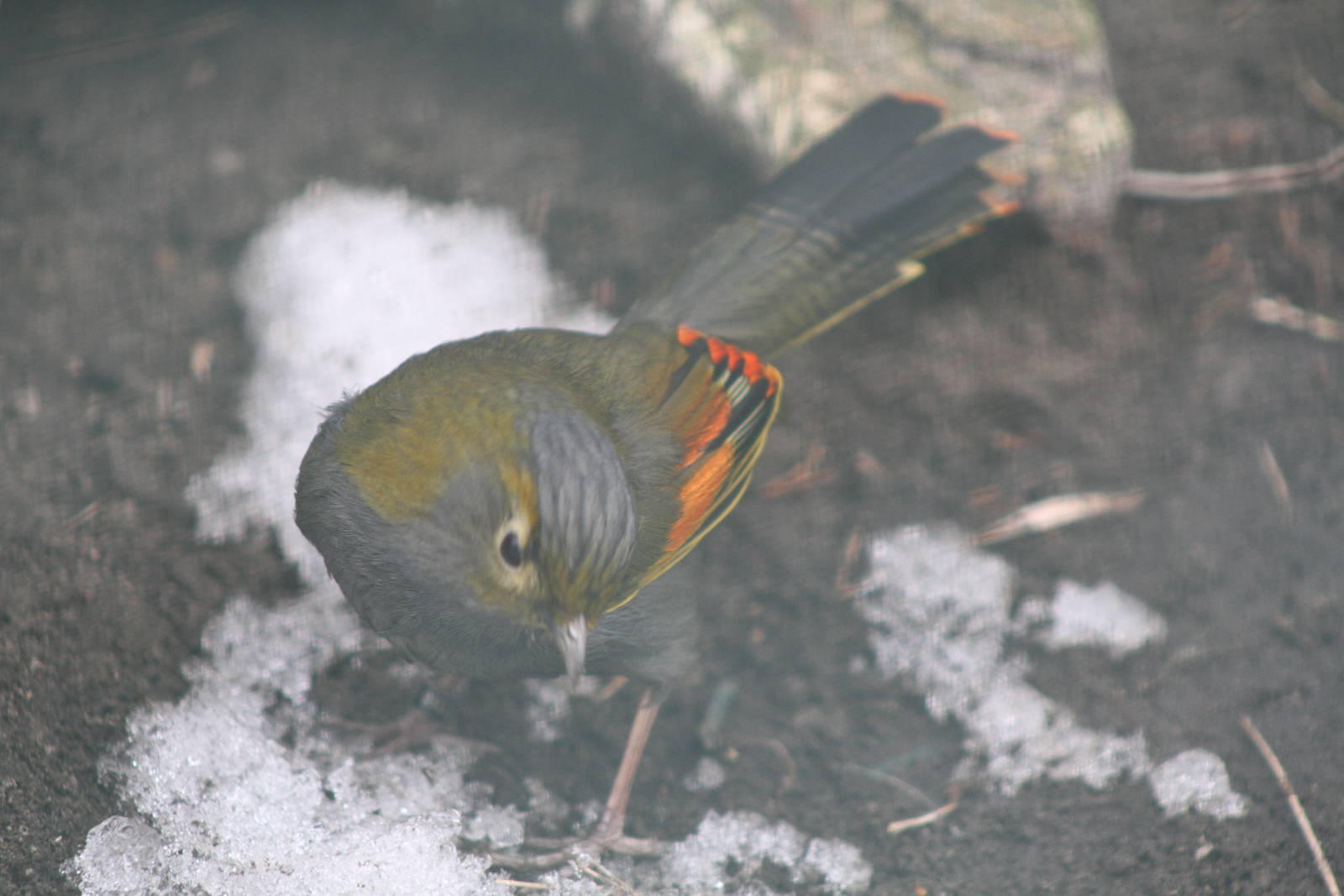Emei Shan Liocichla (Liocichla omeiensis) aka Grey-faced Liocichla