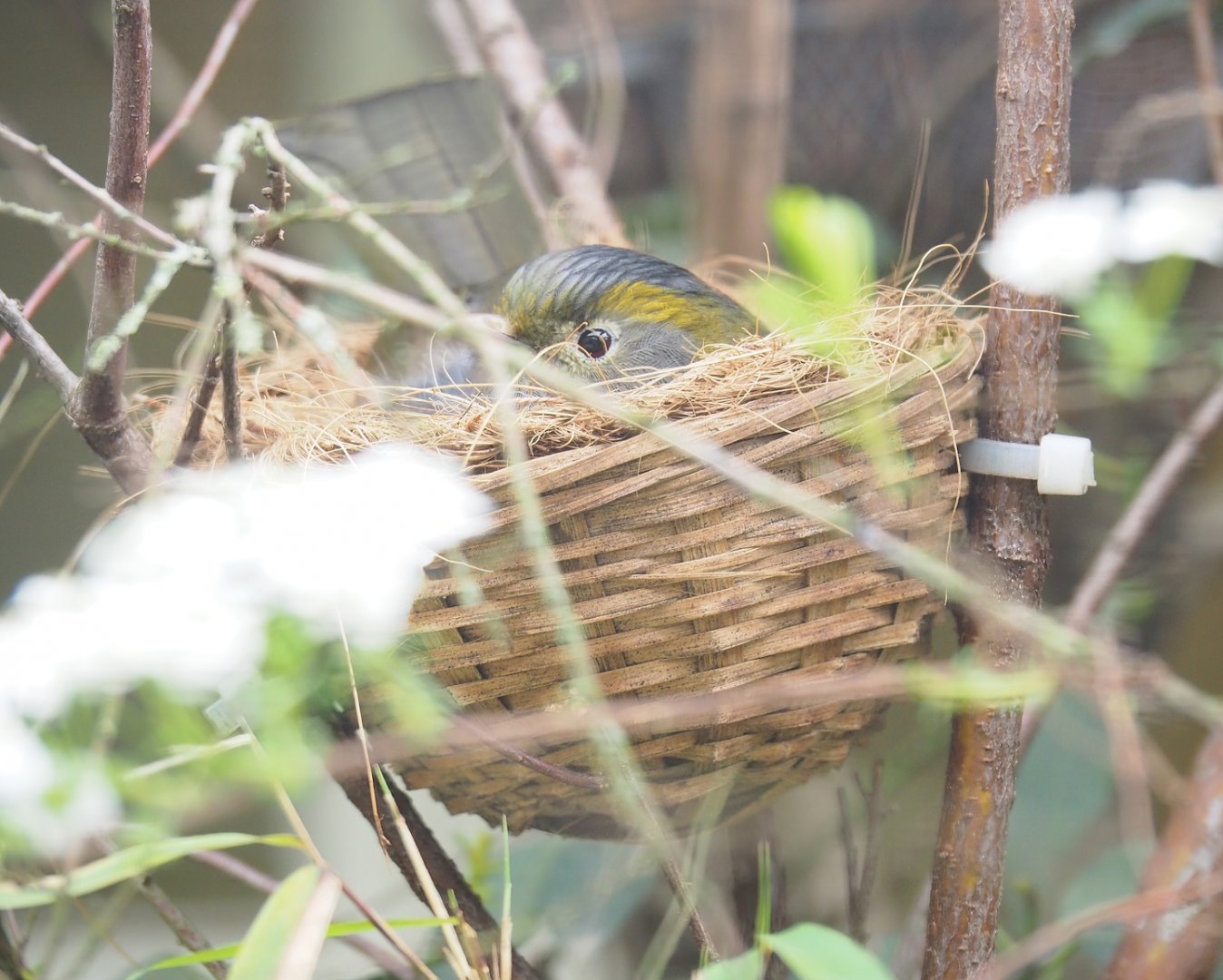 Emei Shan liocichla (Liocichla omeiensis) on nest, 2023-04-08