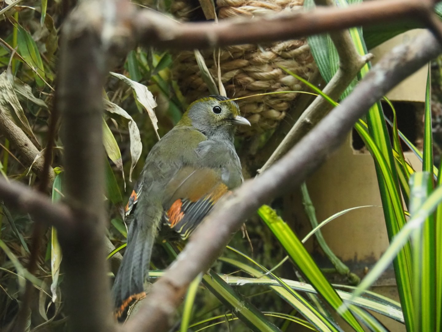 Emei Shan Liocichla (Liocichla omeiensis)
