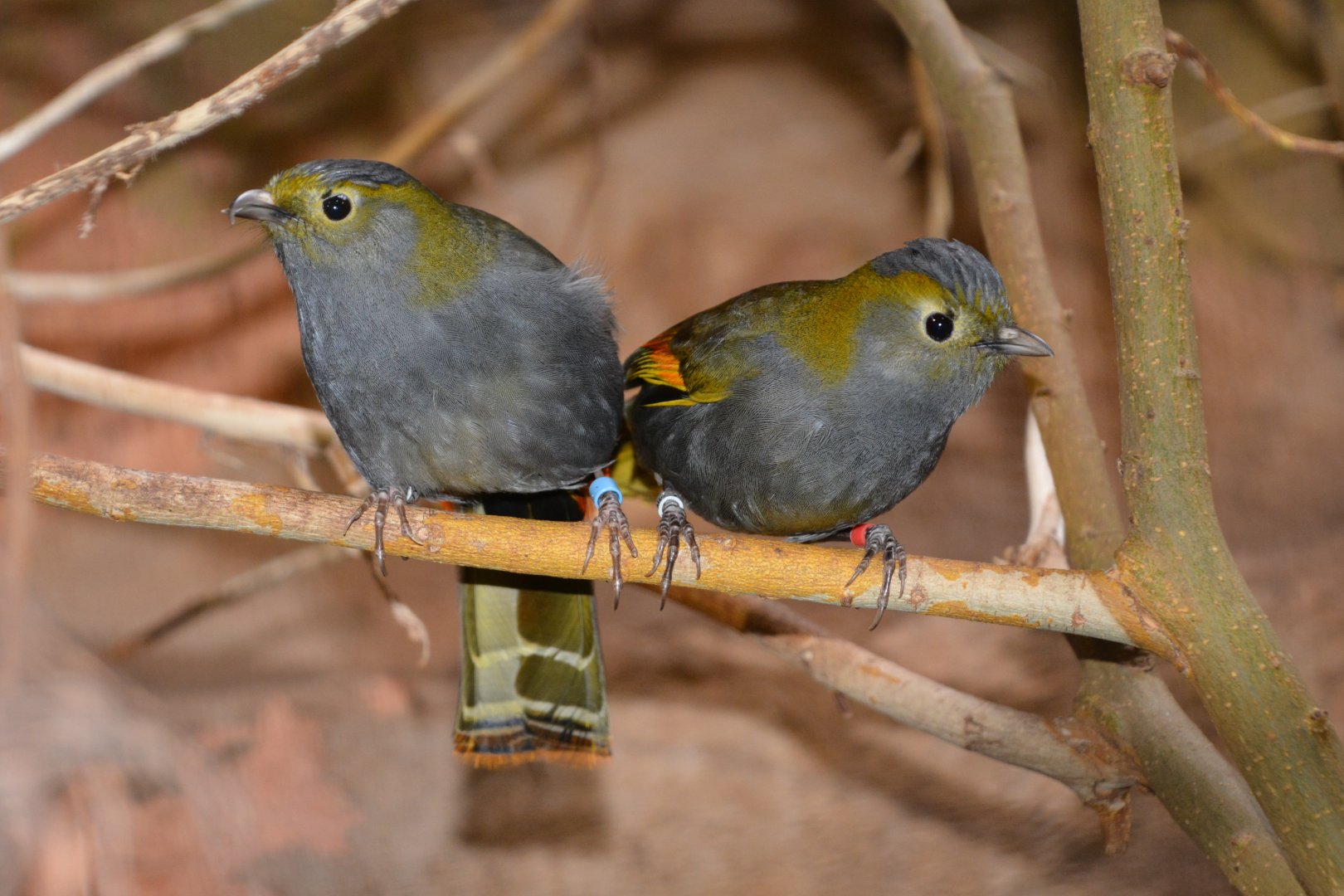 Emei Shan liocichla (Liocichla omeiensis)