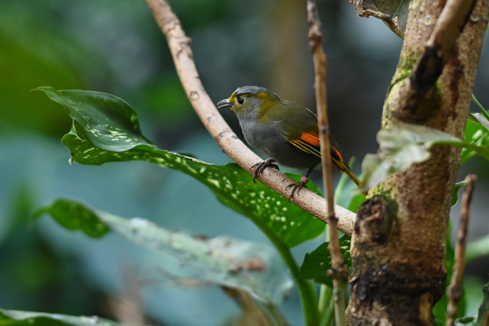 Emei Shan liocichla Liocichla omeiensis