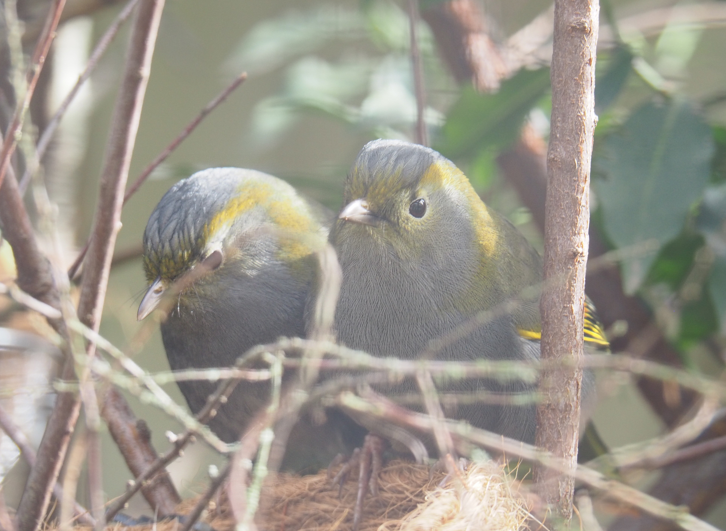 Emei Shan Liocichlas (Liocichla omeiensis), 2022-03-16