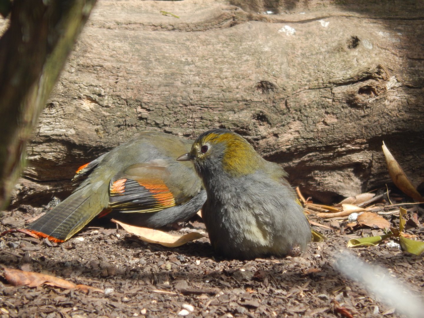 Emei Shan Liocichlas