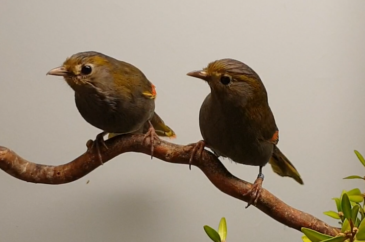 Emei Shan liocichla's