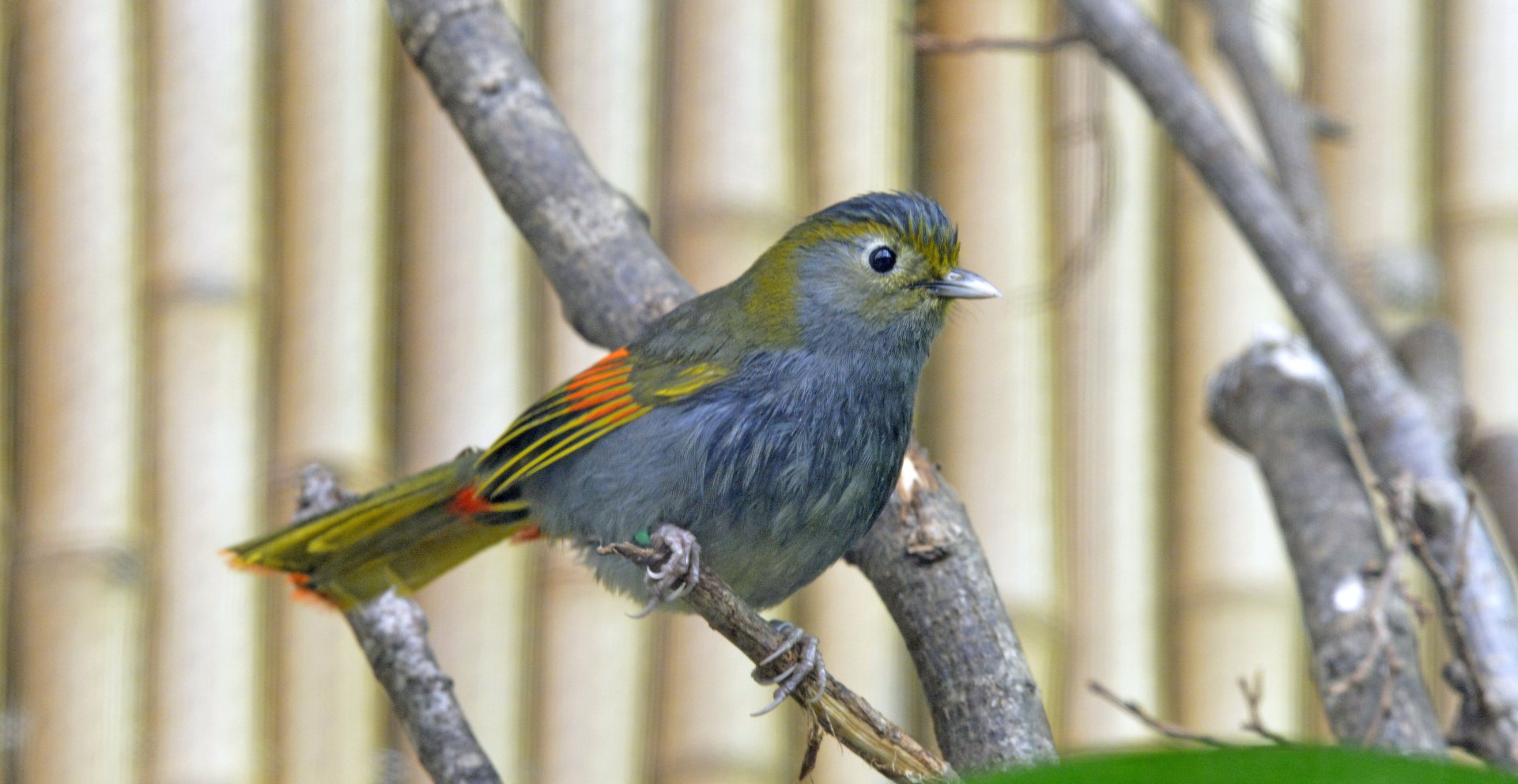 Emei Shaw Liocichla London zoo 25 07 2020