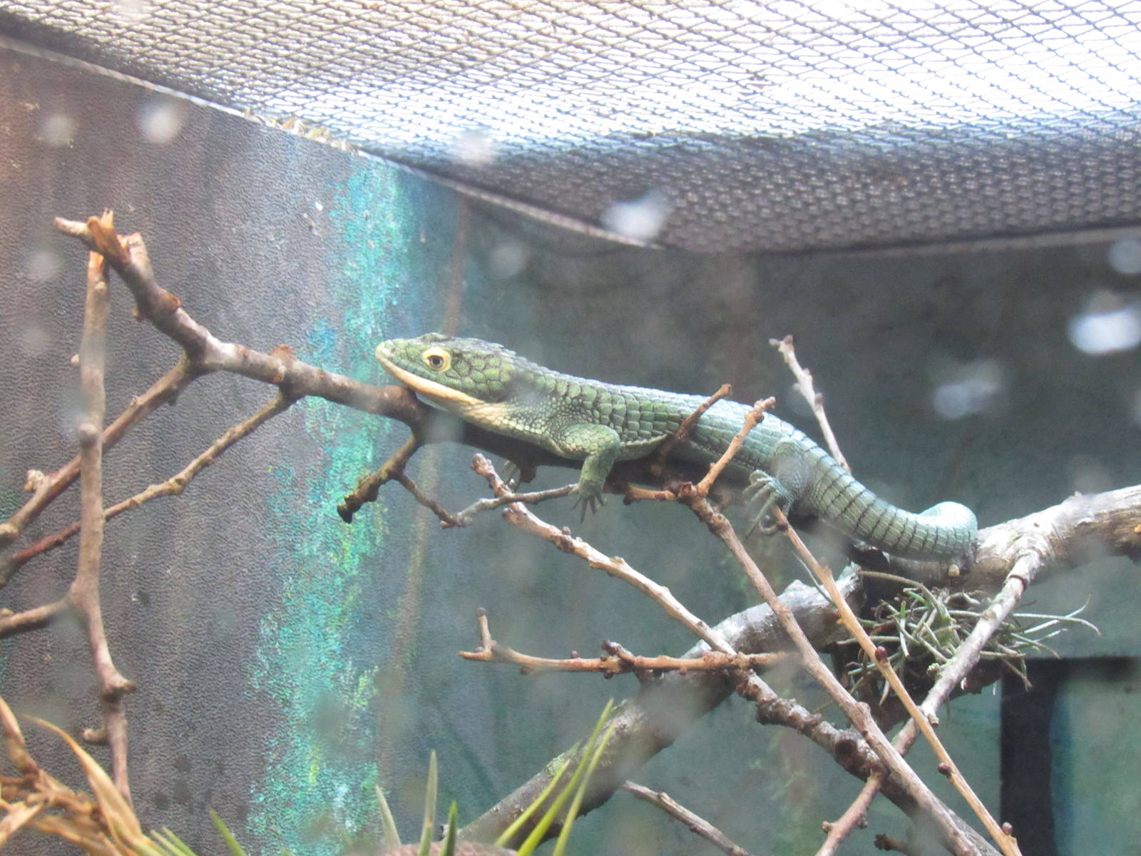 Emerald Alligator Lizard