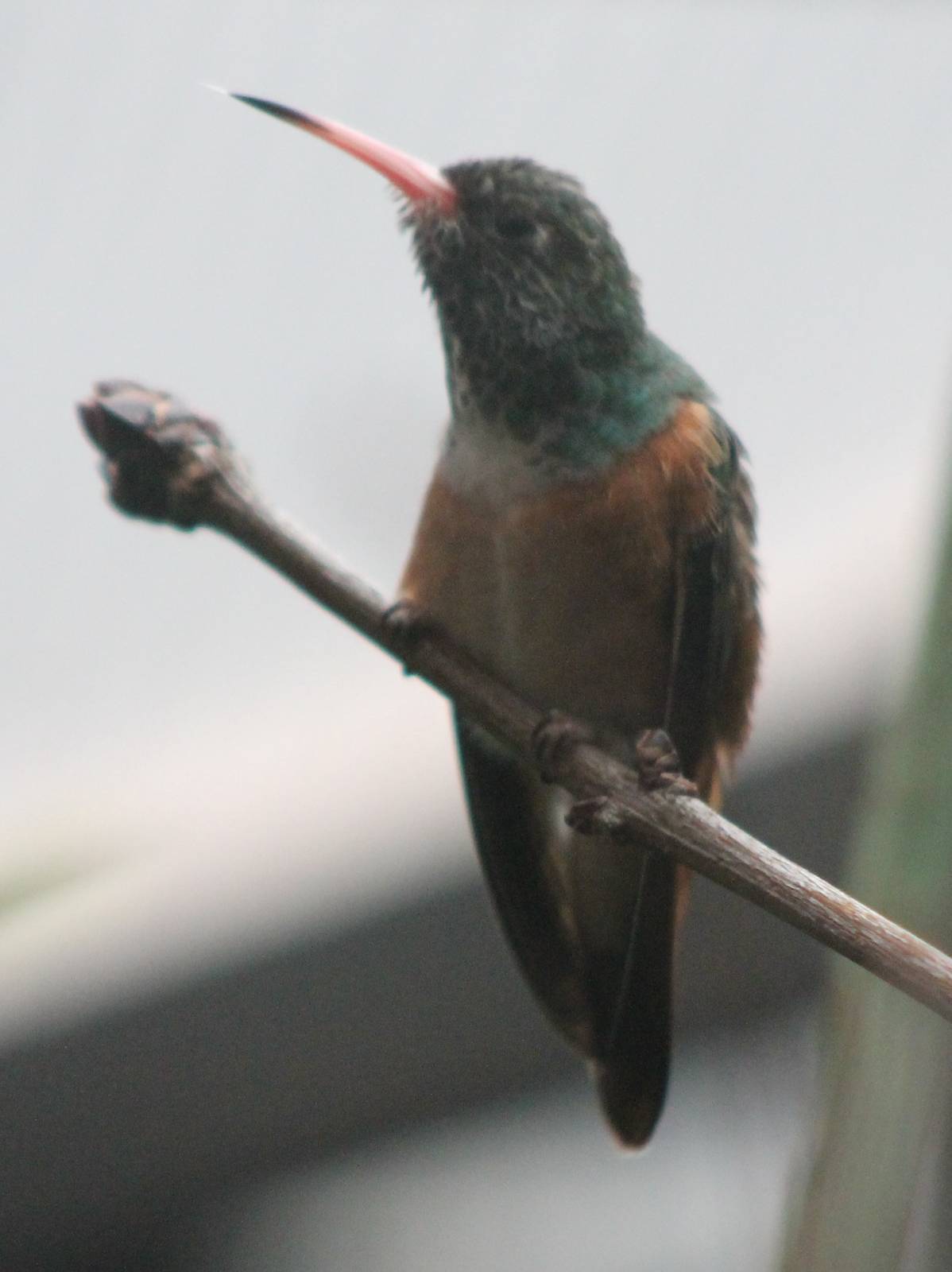 Emerald amazilia hummingbird