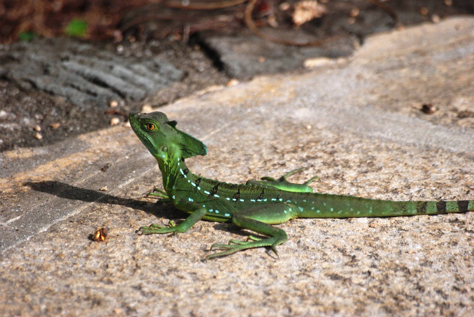 Emerald Basilisk in Tortuguero, 13/04/14