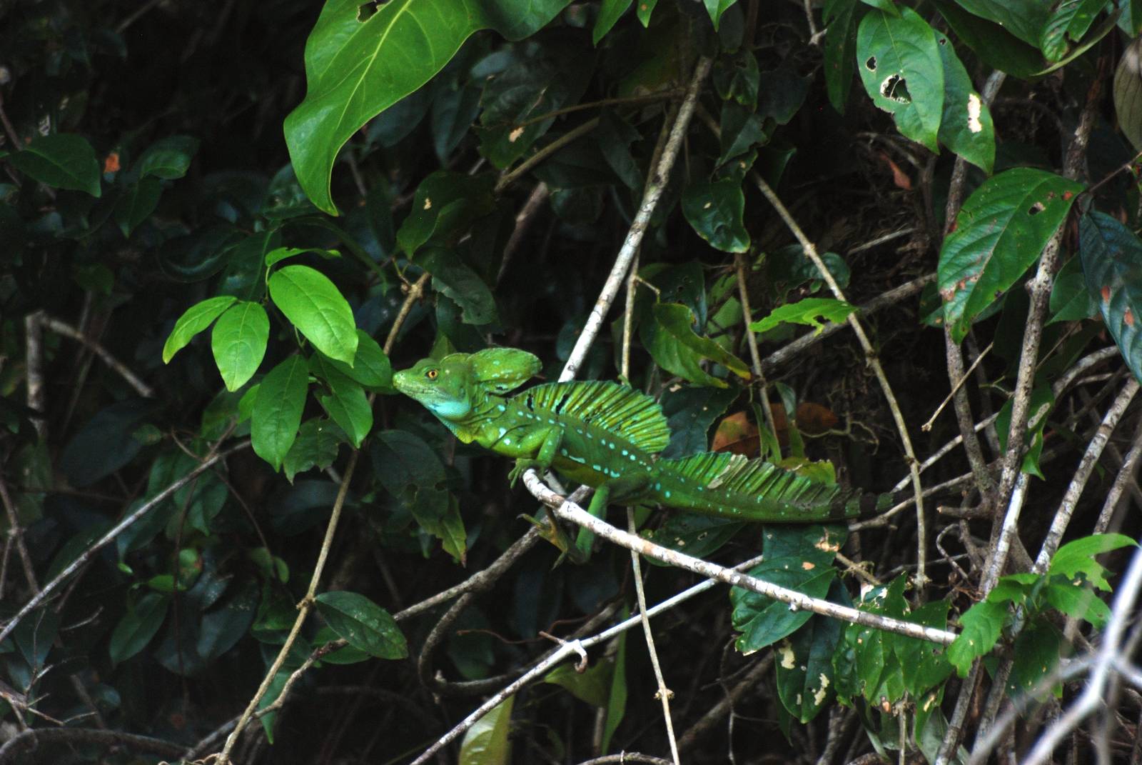 Emerald Basilisk in Tortuguero, 13/04/14