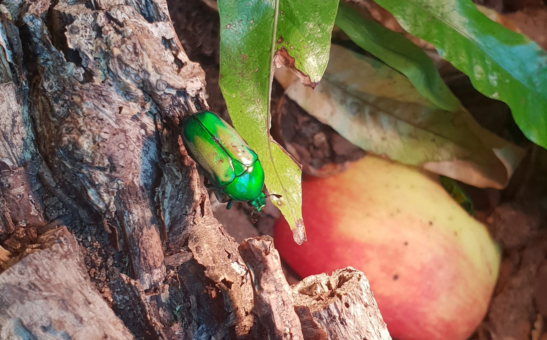 Emerald beetle - Smaragdesthes africana