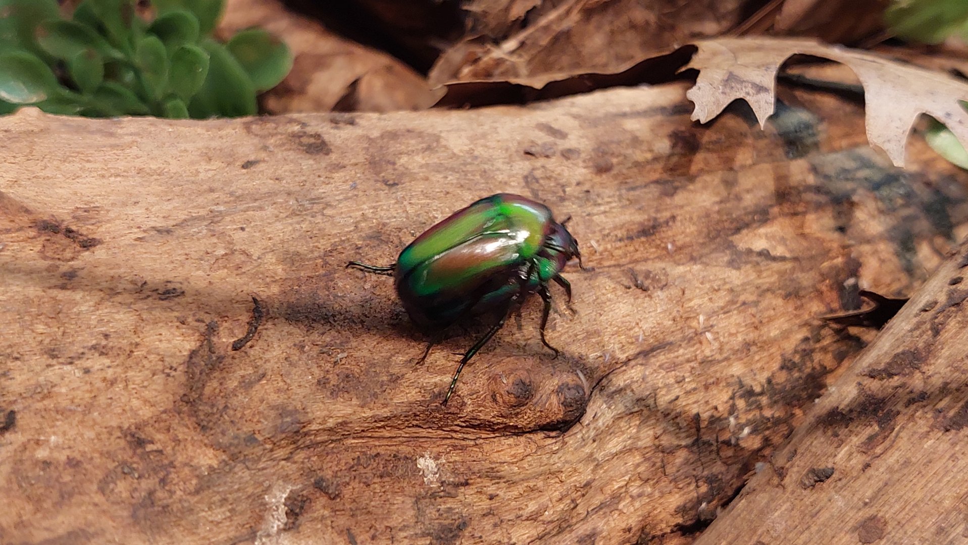 Emerald beetle (Smaragdesthes orzinzi)