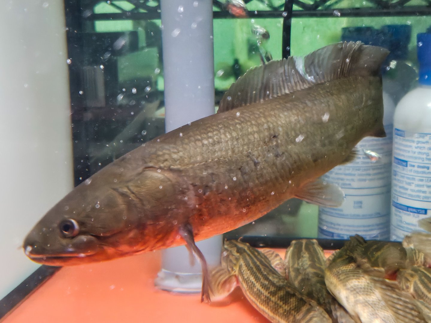 Emerald Bowfin (Amia ocellicauda)