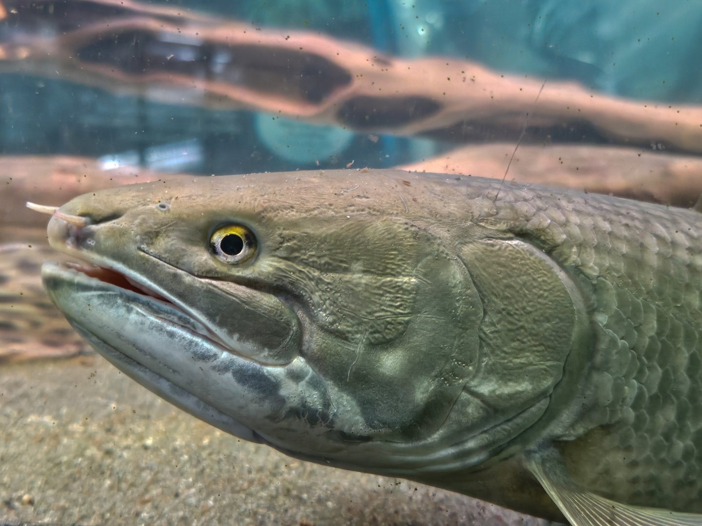 Emerald Bowfin (Amia ocellicauda)