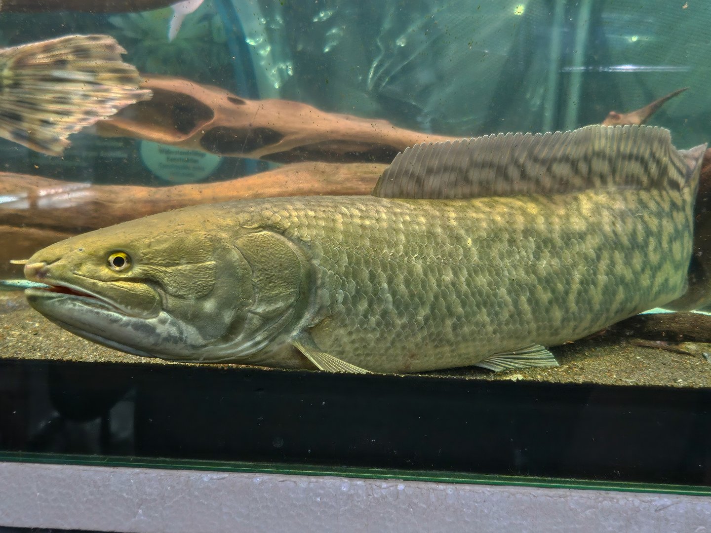 Emerald Bowfin (Amia ocellicauda)