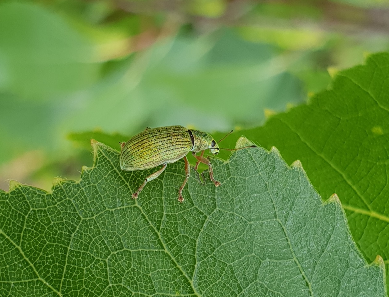 Emerald broad-nosed weevil - Polydrusus formosus