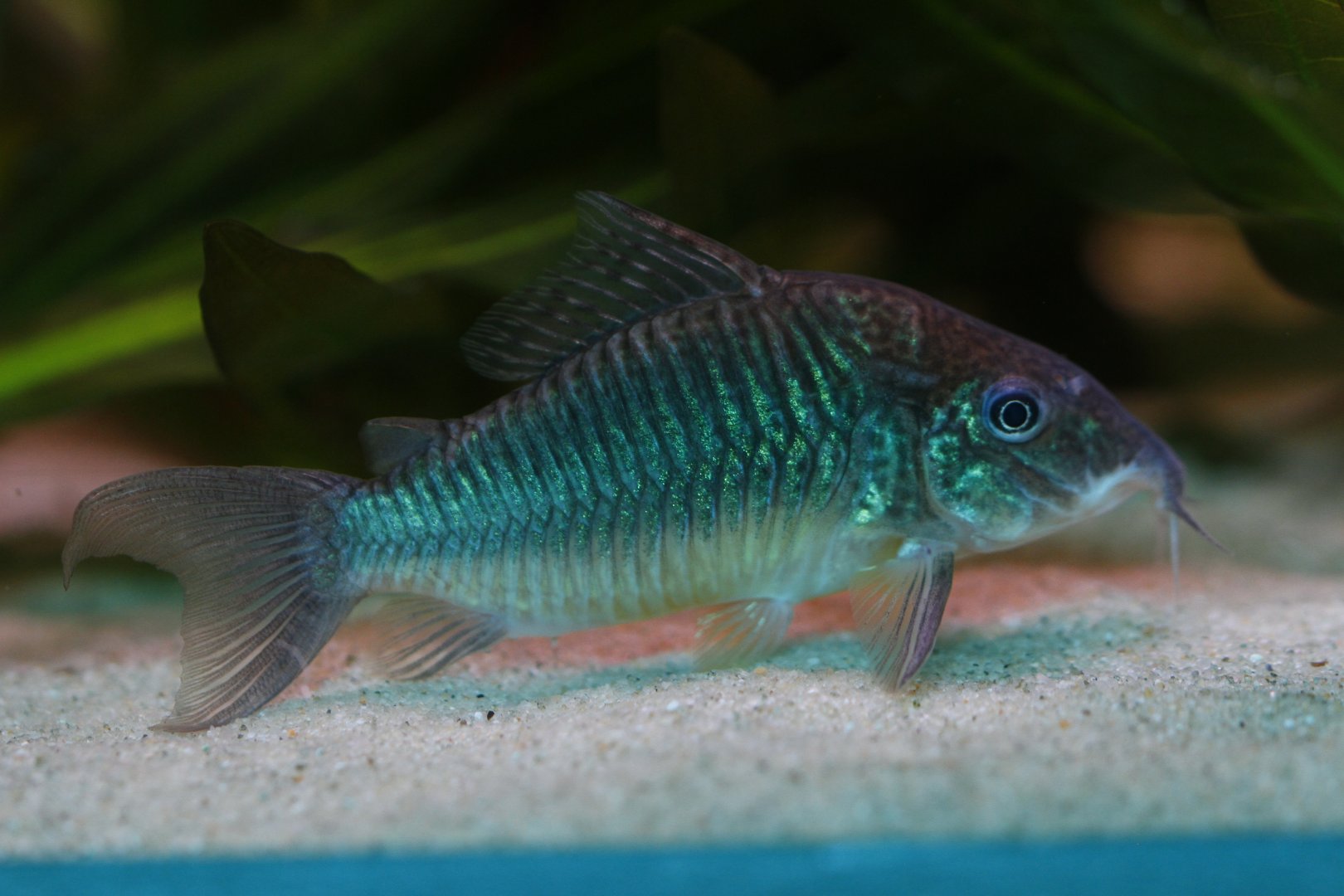 Emerald brochis (Corydoras splendens)
