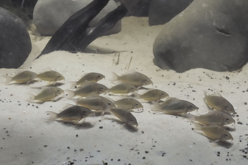 Emerald catfish shoal