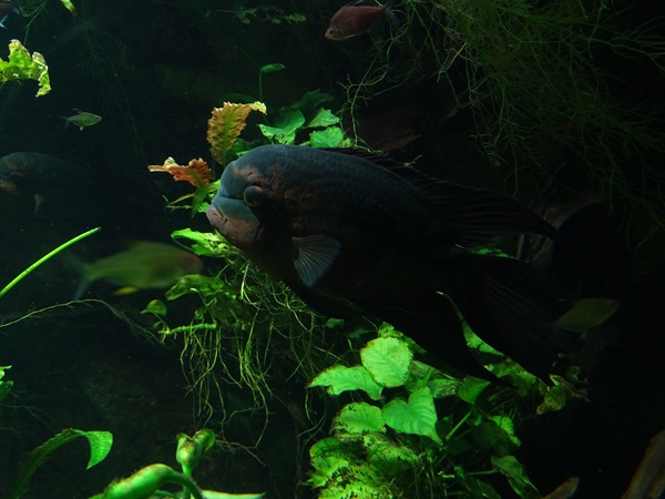 Emerald cichlid (Hypselecara temporalis)