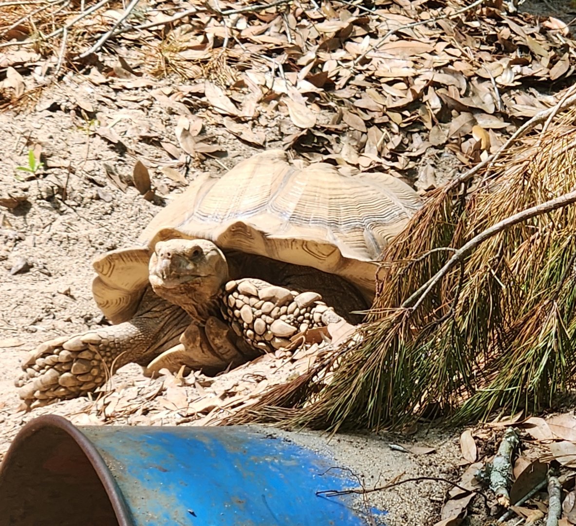 Emerald Coast Wildlife Refuge - Centrochelys sulcata