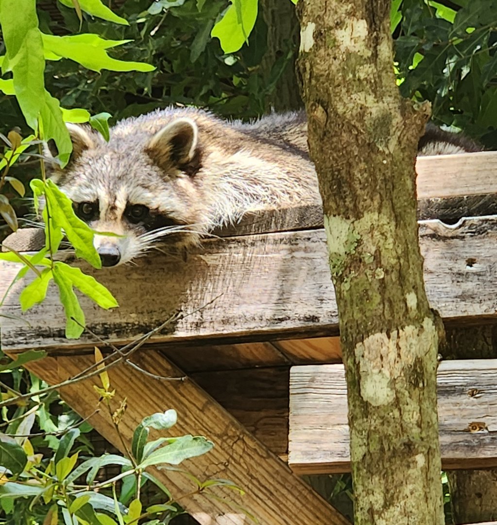Emerald Coast Wildlife Refuge - Common Raccoon