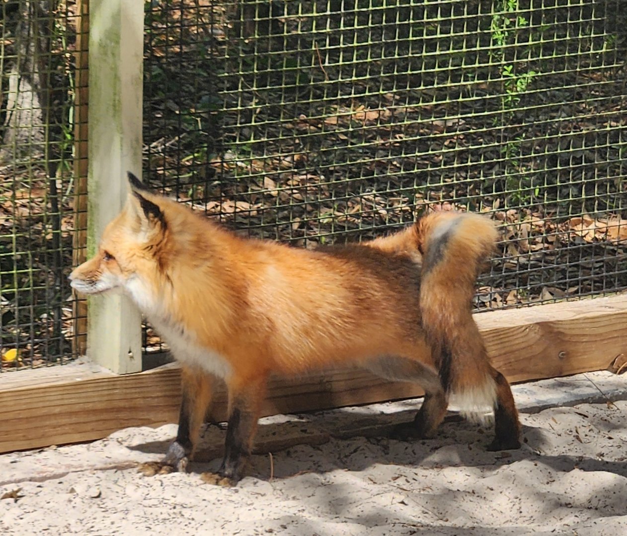 Emerald Coast Wildlife Refuge - Red Fox side view