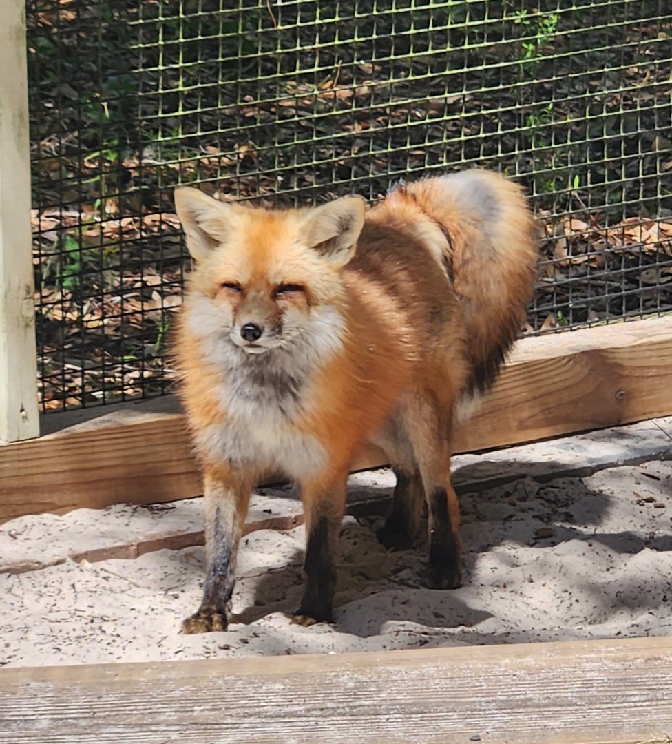 Emerald Coast Wildlife Refuge - Red Fox