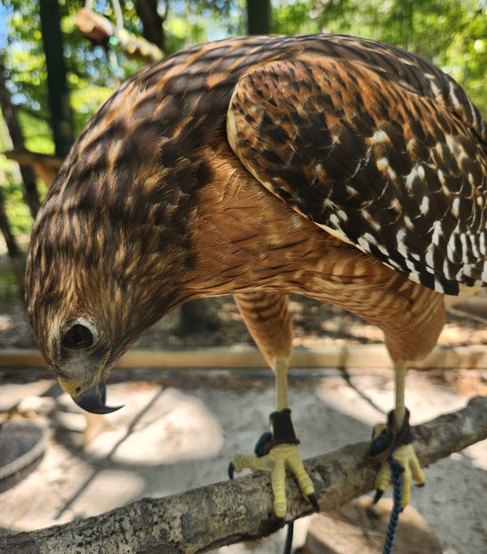 Emerald Coast Wildlife Refuge - Red-shouldered Hawk
