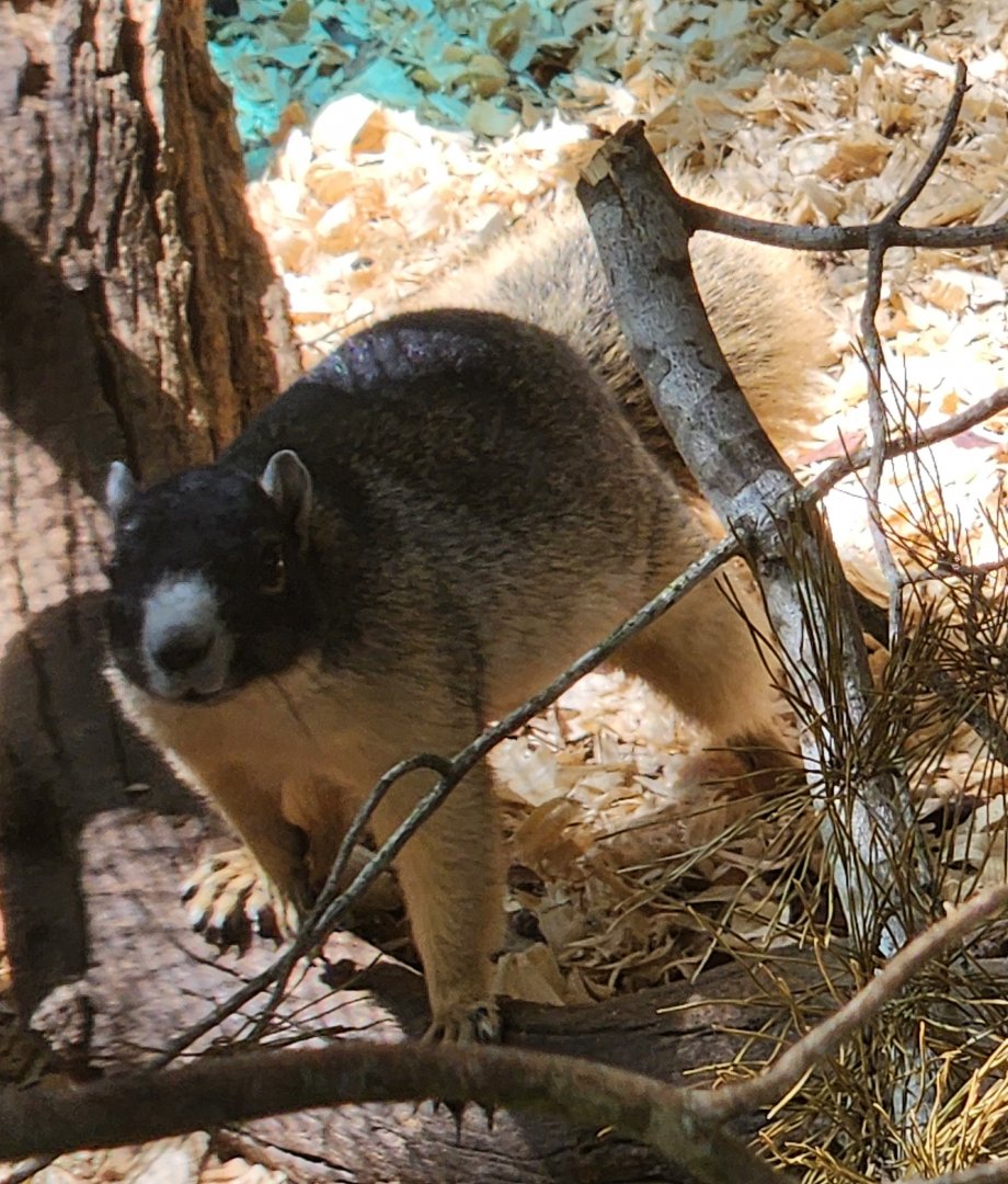 Emerald Coast Wildlife Refuge - Sherman's Fox Squirrel stare