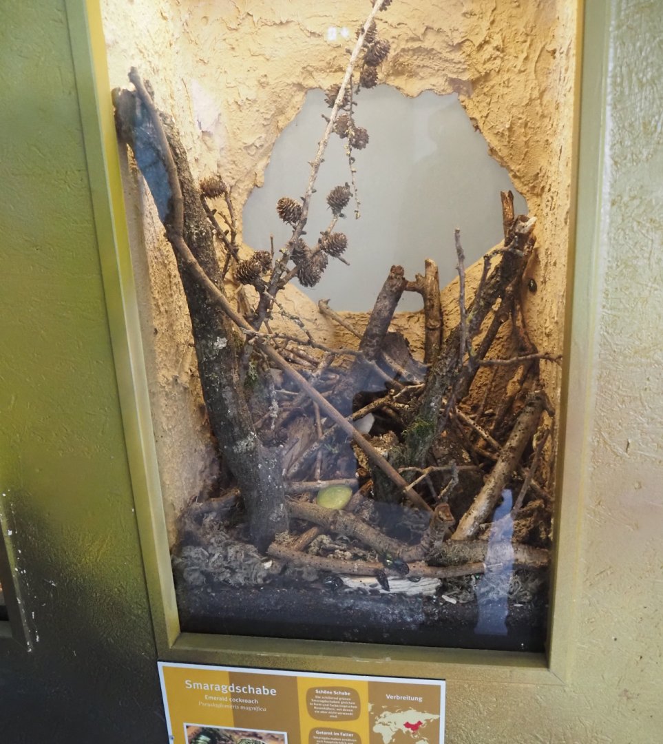 Emerald cockroach terrarium, 2025-05-22