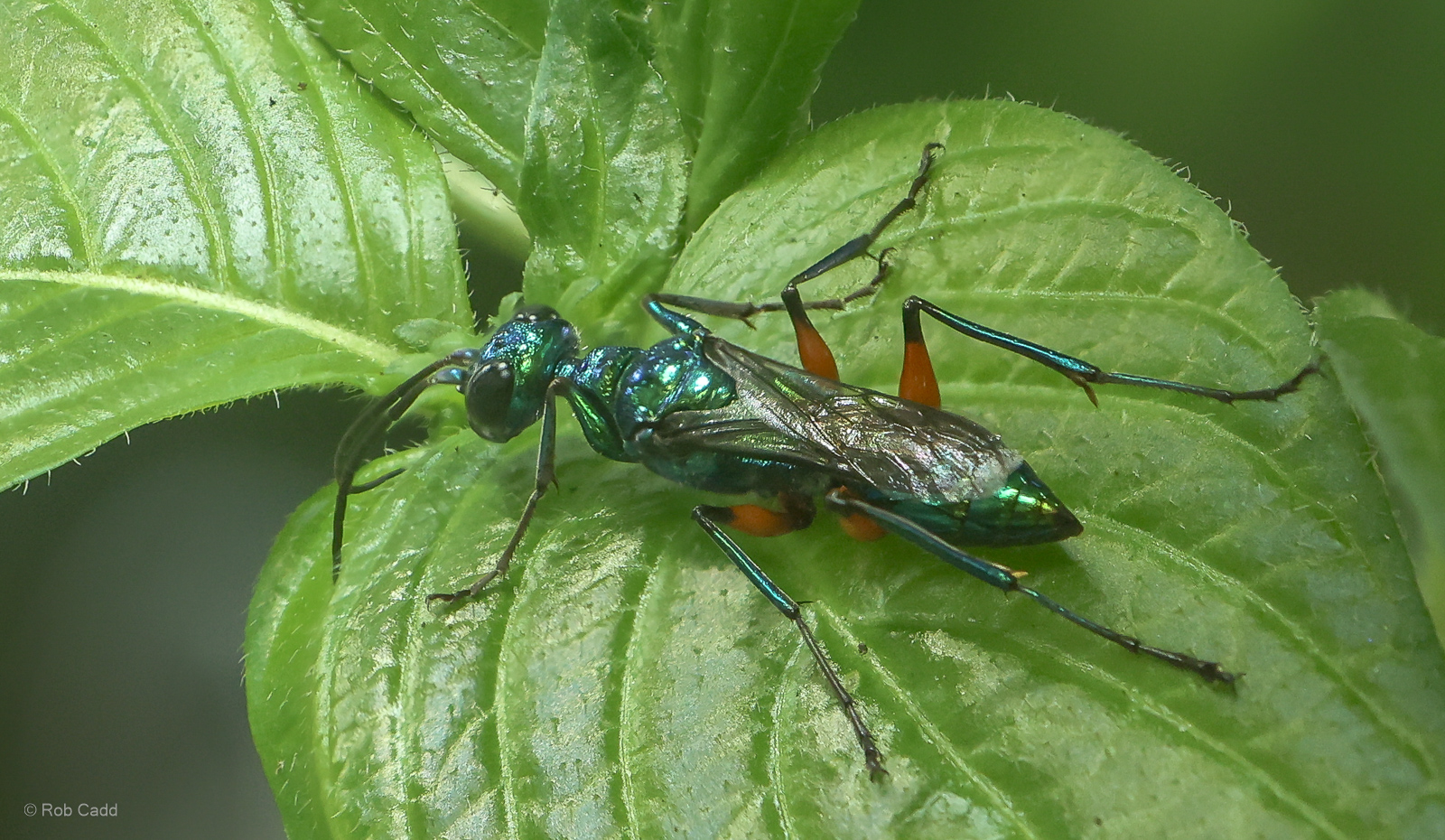 Emerald cockroach wasp : Chester Zoo : 24 Jun 2024