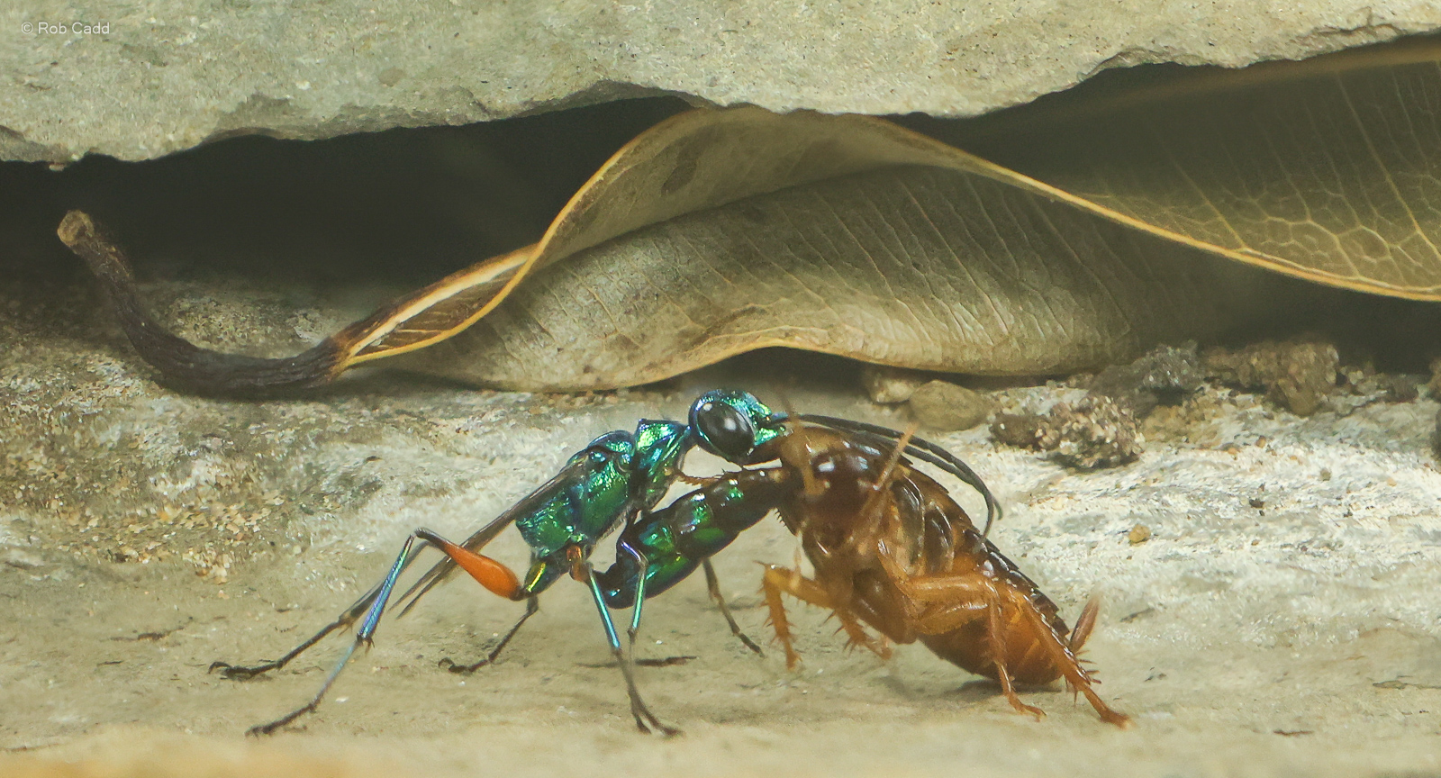 Emerald cockroach wasp; Cockroach : Chester Zoo : 24 Jun 2024