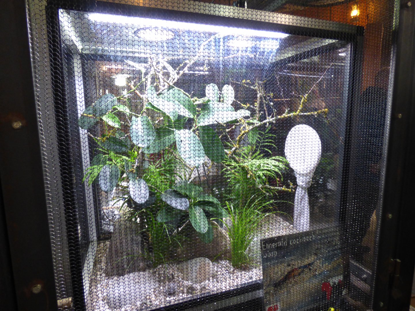 Emerald Cockroach Wasp Exhibit