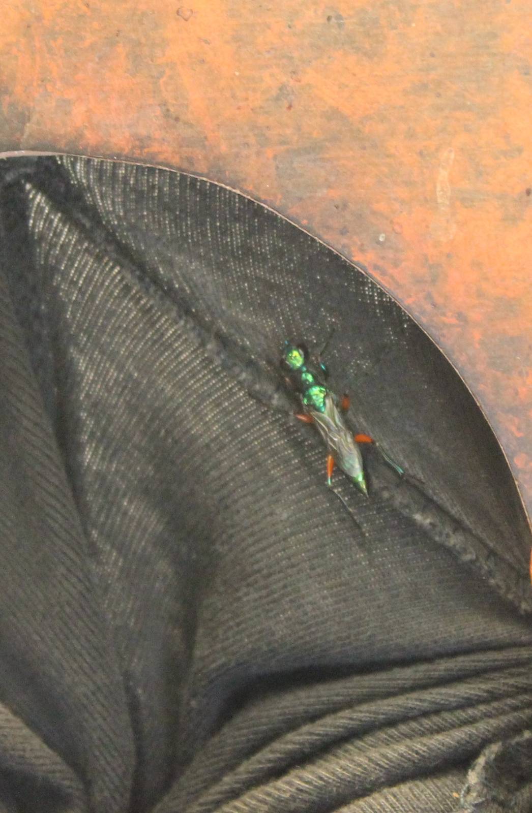 Emerald cockroach wasp