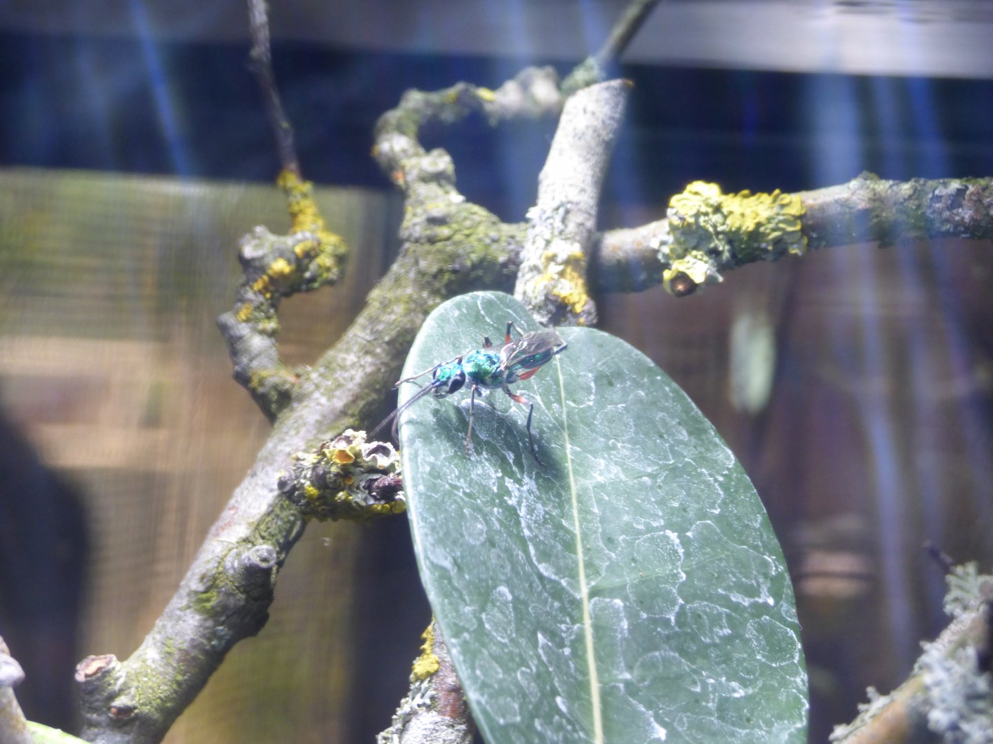 Emerald Cockroach Wasp