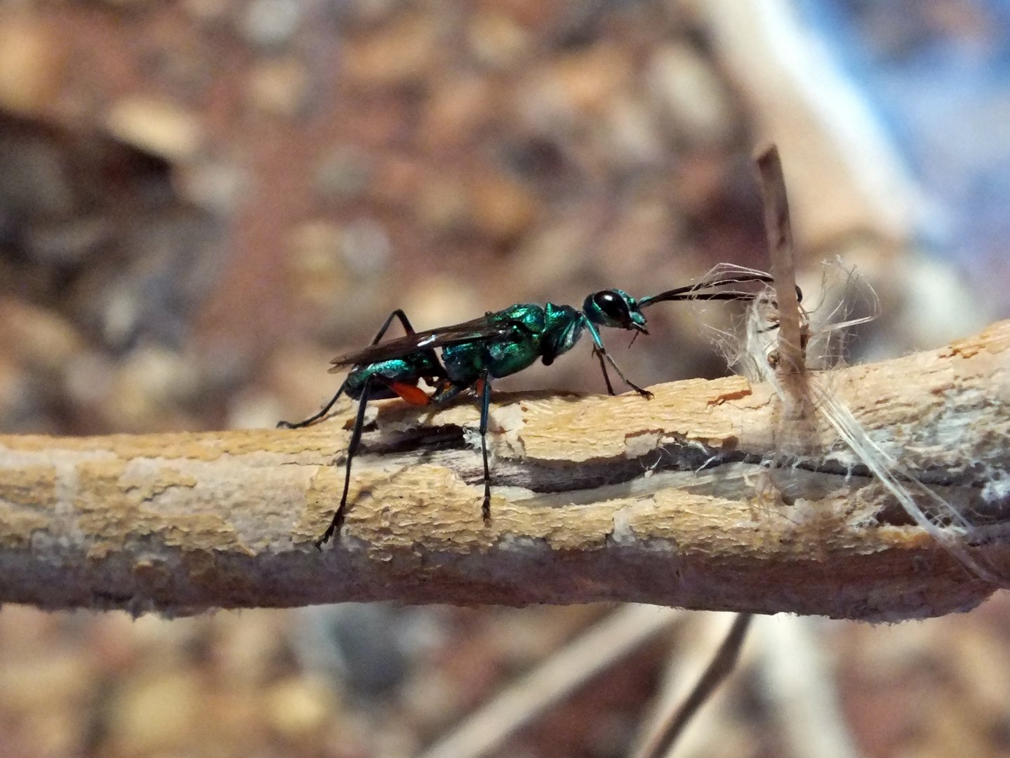 Emerald cockroach wasp
