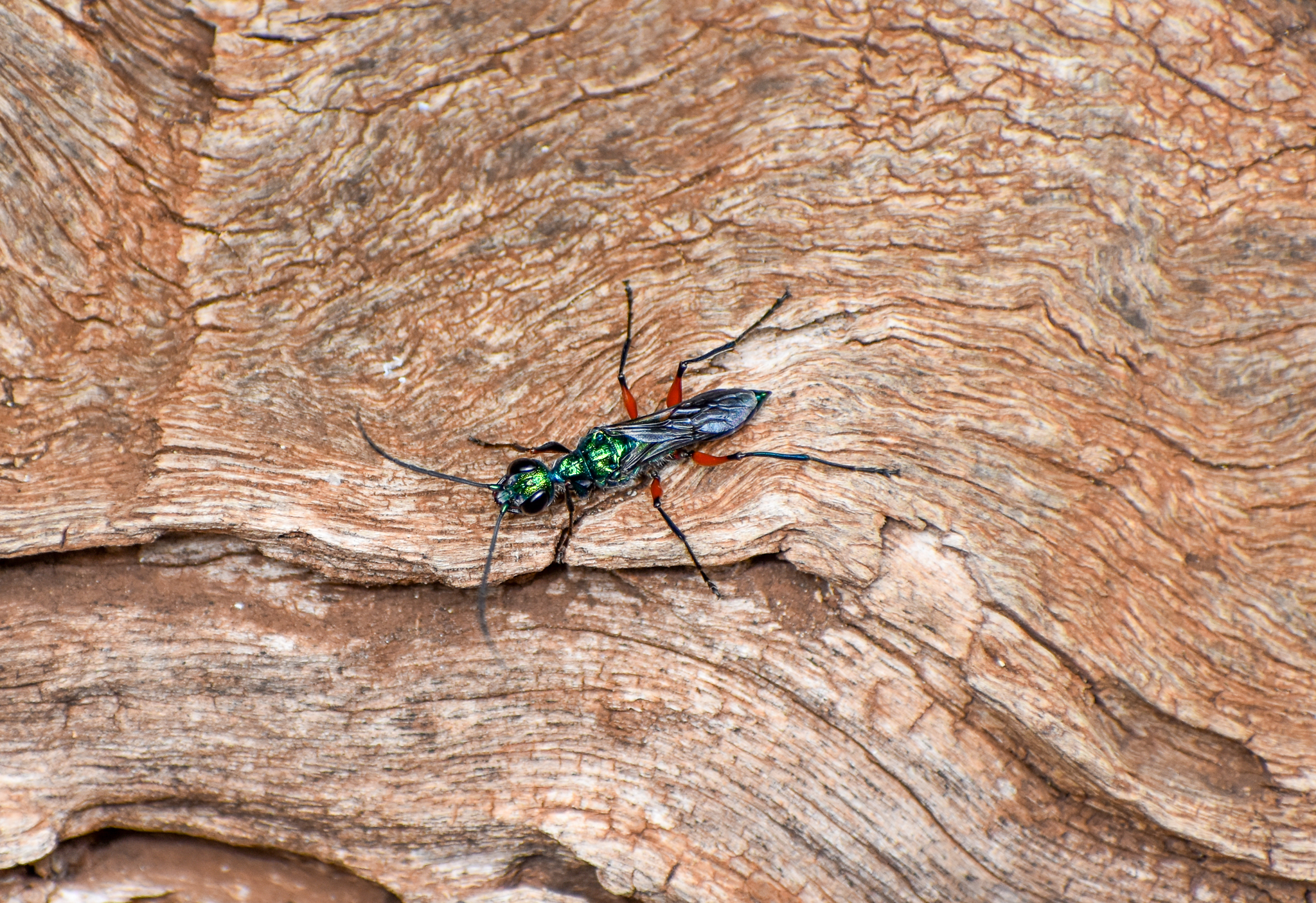 Emerald Cockroach Wasp