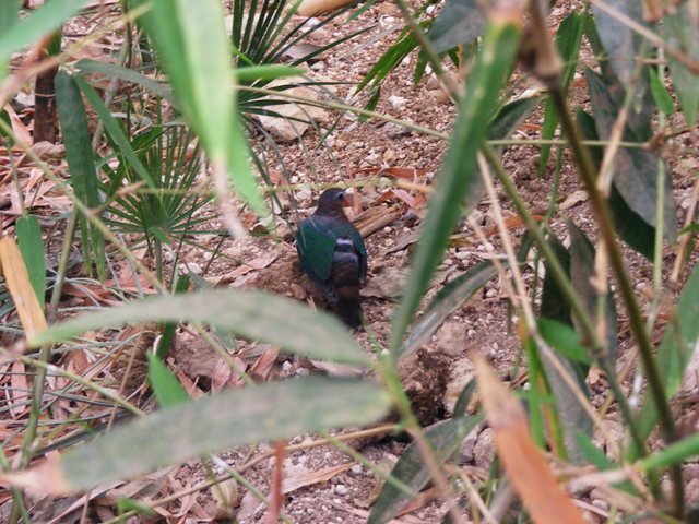 Emerald Dove 13.6.09