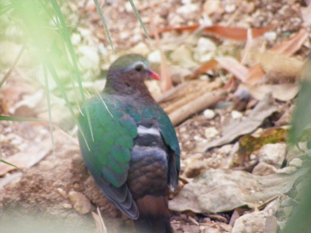 Emerald Dove 13.6.09