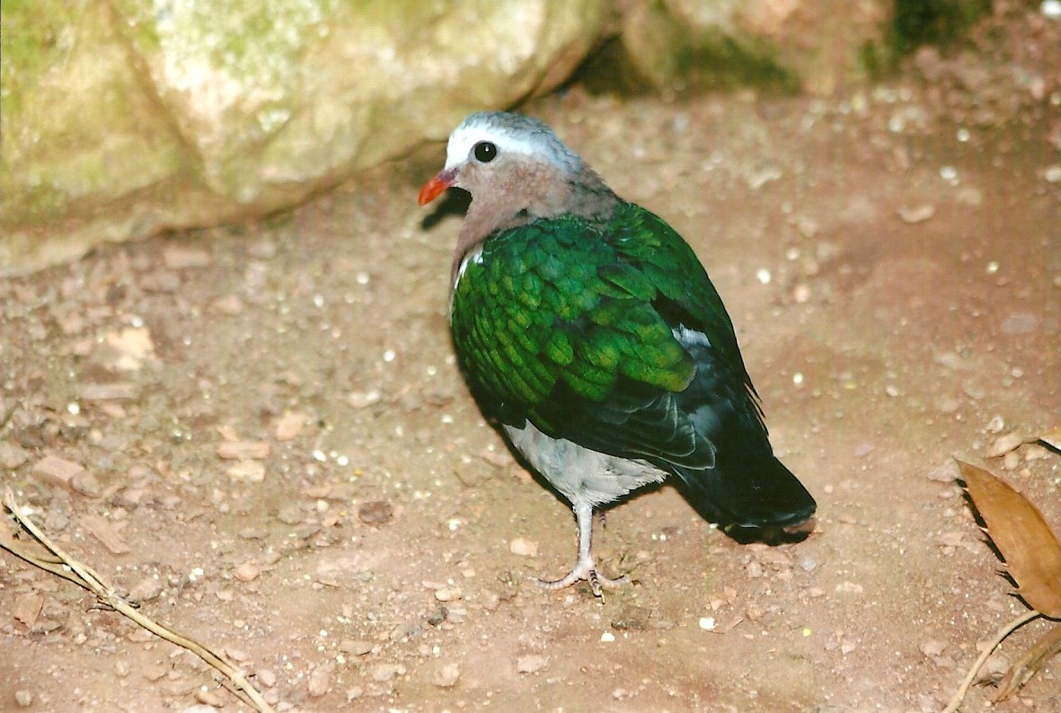 Emerald Dove 14th September 2012