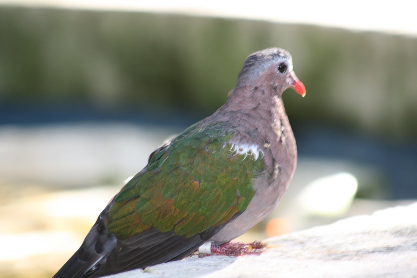 Emerald Dove(20/2/25)