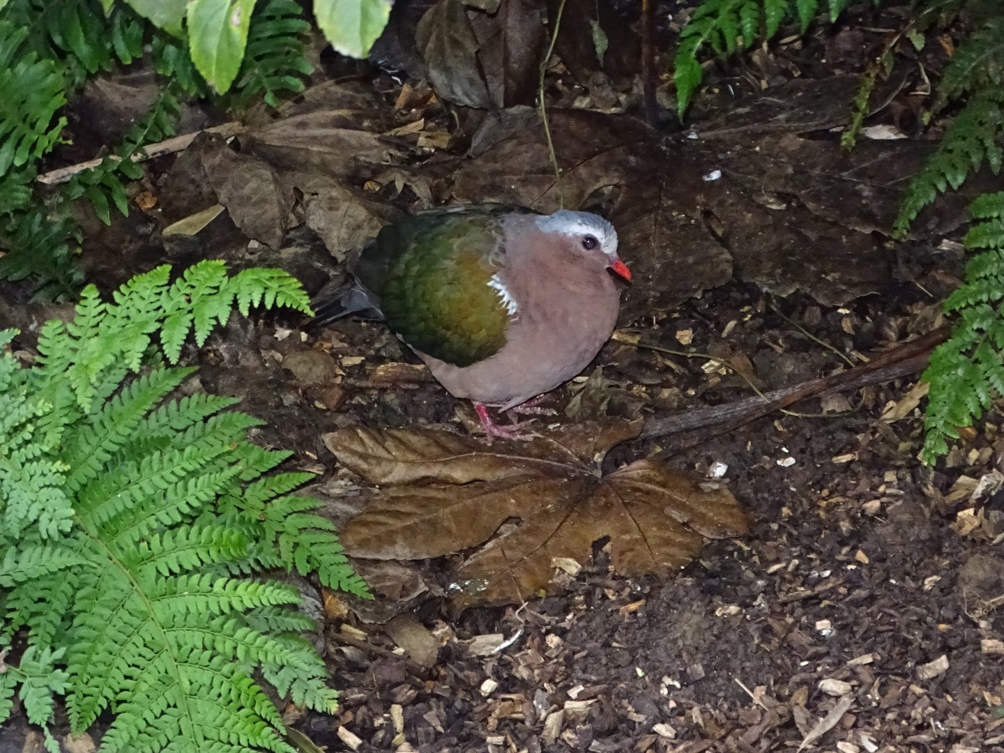 Emerald Dove, 30th October 2024
