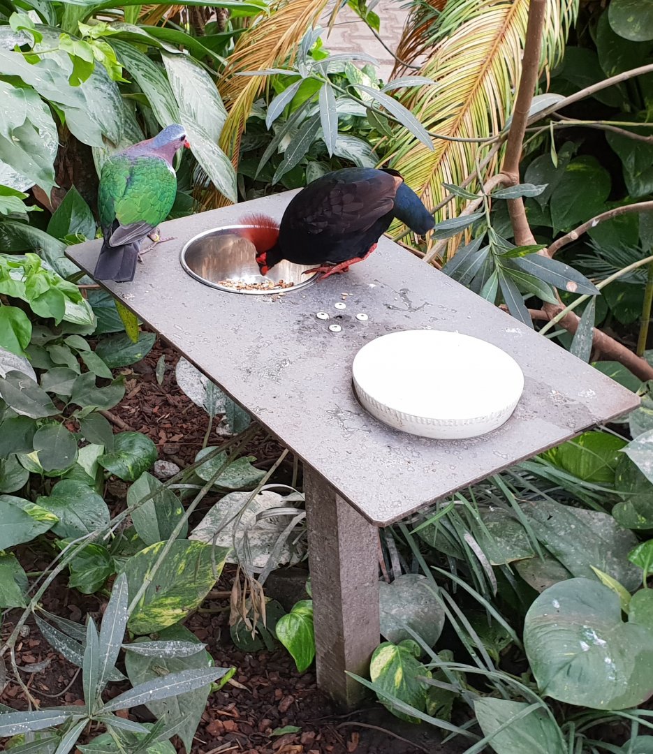 Emerald dove and Red-crested wood-partridge at feeding-place