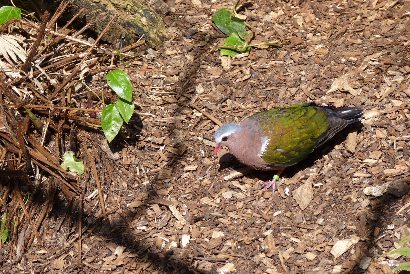 Emerald Dove, April 2013
