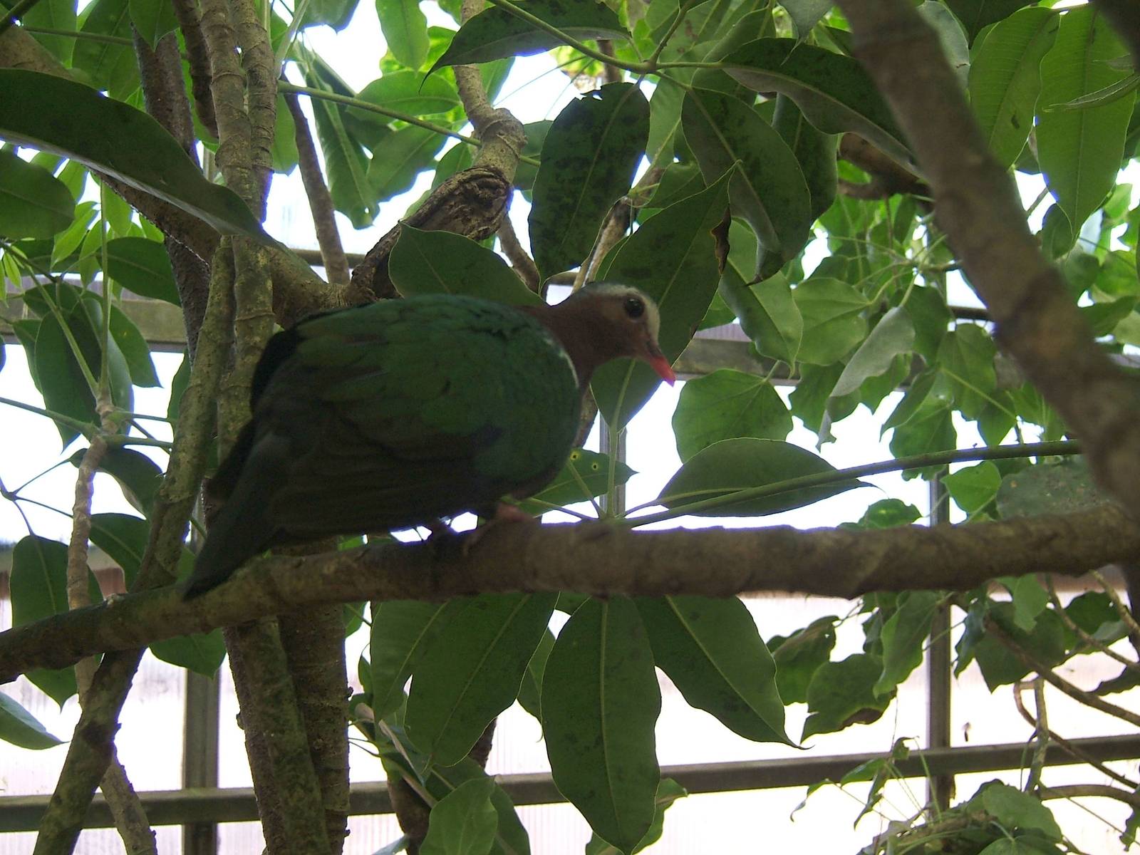 Emerald dove at Amazon World, 5 April 2010